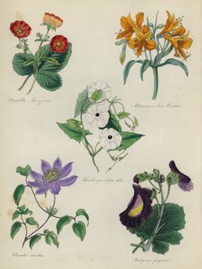 Englischer Blumengarten: Potentilla Menziesii, Alstraemeria Van Houtteii, Thunbergia alata alba, Clematis caerulea, Martynia fragrans von English School