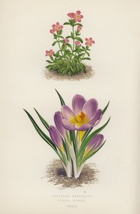 Erythraea Aggregata; Crocus Sieberi von English School