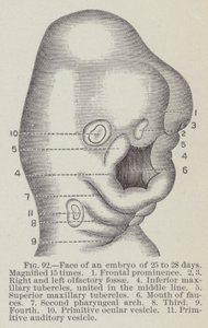 Gesicht eines Embryos von 25 bis 28 Tagen, 15-fach vergrößert von English School