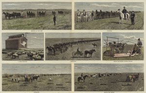 Landwirtschaft auf den Ebenen Nordamerikas von English School