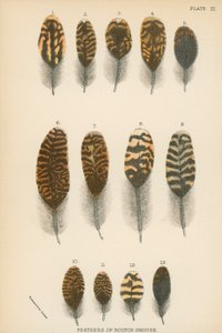 Federn des schottischen Moorschneehuhns