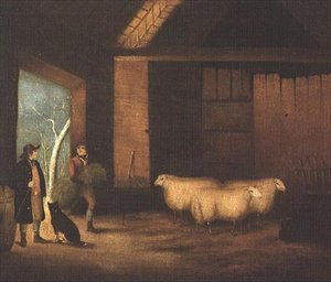 Die Schafe füttern