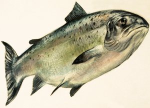 Weiblicher Lachs