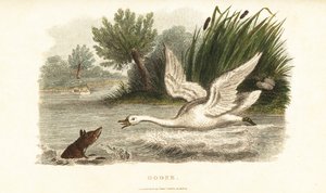 Weiblicher Schwan ertränkt einen Fuchs, um ihr Nest zu schützen von English School