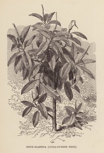 Ficus Elastica, Gummibaum (Stich) von English School