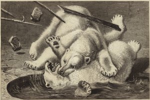 Kampf zwischen zwei Eisbären