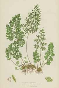 Feinblättriger Gymnogramm, Petersilienfarn (Farblithografie) von English School