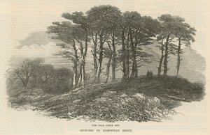 Fichten in der Nähe des Nordendes, Hampstead Heath von English School