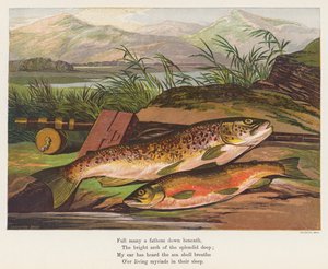 Fisch