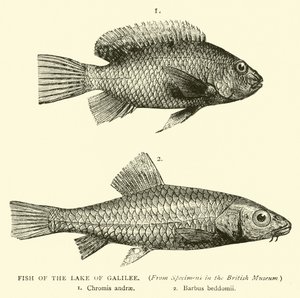 Fische des Sees Genezareth