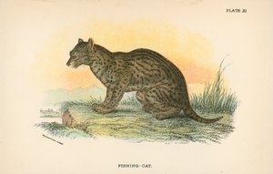 Fischkatze von English School