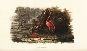 Flamingos schauen erstaunt zu, wie ihre Gefährten von einem Jäger getötet werden