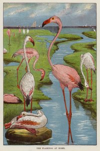 Flamingos von English School