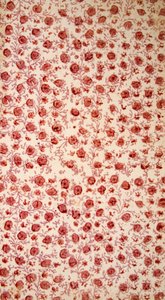 Blumiges Vorsatzpapier handkolorierte Gravur von English School