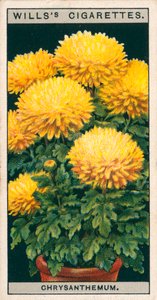 Blumenkultur in Töpfen: Zwergchrysantheme