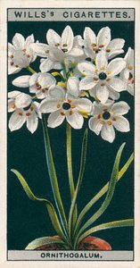 Blumenkultur in Töpfen: Ornithogalum
