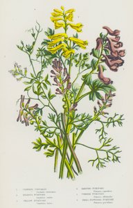 Blühende Pflanzen Großbritanniens: Kletternde Corydalis, Knollige Erdrauch, Gelber Erdrauch, Rankender Erdrauch, Gemeiner Erdrauch, Kleinblütiger Erdrauch von English School