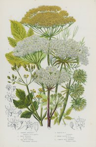 Blühende Pflanzen Großbritanniens: Garten-Engelwurz, Wilde Engelwurz, Meeresfenchel, Sumpffenchel, Breitblättriger Fenchel, Gemeine Wilde Pastinake von English School