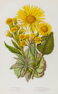 Blühende Pflanzen Großbritanniens: Sumpf-Flohblume, Feld-Flohblume, Großes Leopardenkraut, Wegerichblättriges Leopardenkraut von English School