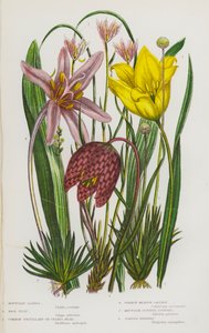 Blühende Pflanzen Großbritanniens: Berg-Lloydia, Wilde Tulpe, Schachblume, Herbstzeitlose, Schottischer Berg-Asphodel, Gelenkiges Pfeifengras von English School