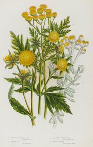 Blühende Pflanzen Großbritanniens: Nickende Klettenmarigold, Dreizähnige Klettenmarigold, Strand-Baumwollkraut, Gemeine Rainfarn von English School