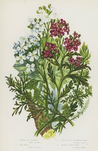 Blühende Pflanzen Großbritanniens: Purpur-Meerkohl, Meerkohl, Warzenkresse oder Schweinekresse, Kleine Warzenkresse von English School