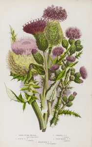 Blühende Pflanzen Großbritanniens: Lanzett-Kratzdistel, Sumpf-Kratzdistel, Kriechende Kratzdistel, Wollköpfige Kratzdistel, Melancholische Kratzdistel von English School