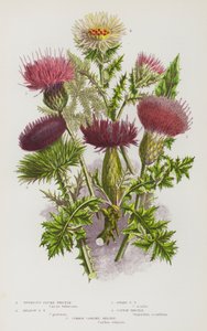 Blühende Pflanzen Großbritanniens: Knollige Kratzdistel, Wiesen-Kratzdistel, Zwerg-Kratzdistel, Eselsdistel, Golddistel von English School
