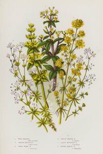 Blühende Pflanzen Großbritanniens: Wilde Krapp, Gelbes Labkraut, Kreuzkraut-Labkraut, Glattes Heidekraut-Labkraut, Kleinstes Berg-Labkraut, Raues Sumpf-Labkraut von English School
