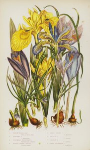 Blühende Pflanzen Großbritanniens: Gelbe Wasser-Schwertlilie, Stinkende Schwertlilie, Columna-Trichonema, Purpur-Krokus, Kleinster Krokus, Goldener Krokus, Safran-Krokus, Nacktblühender Krokus von English School