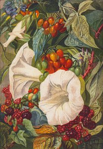 Blumen und Beeren (Farblithografie) von English School