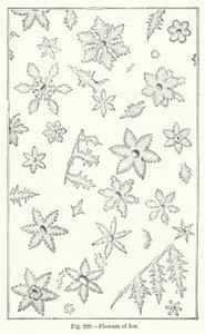Eisblumen (Gravur) von English School