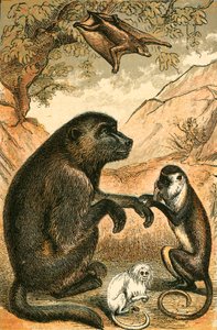 Fliegender Lemur, Pavian, Dianameerkatze und Marmoset von English School