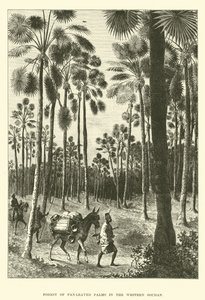 Wald von Fächerpalmen im Westsudan