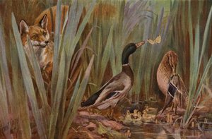 Fuchs beobachtet eine Entenfamilie von English School