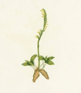 Duftende Spiranthes, Neottia Spiralis