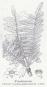 Weihrauch (Lithografie) von English School