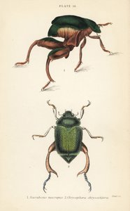 Froschkäfer oder Kängurukäfer, Sagra papuana 1, und Glänzender Blatthornkäfer, Chrysophora chrysochlora 2 von English School