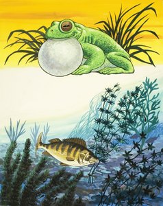 Frosch und Fisch von English School