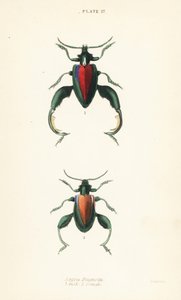Froschkäfer oder Kängurukäfer, Sagra buqueti, Männchen und Weibchen