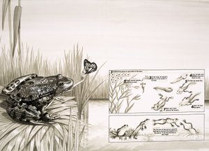 Frosch fängt Schmetterling, einschließlich Lebenszyklus des Frosches von English School