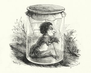 Frosch in einem Glas von English School