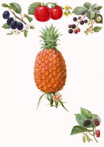 Früchte