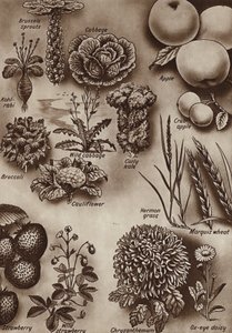 Früchte, Gemüse und Blumen und die wilden Sorten, aus denen sie kultiviert wurden von English School