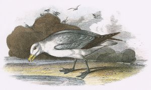 Eissturmvogel von English School