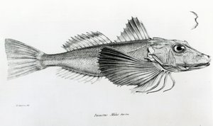 Galapagos-Knurrhahn, Tafel 6 aus 