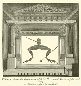 Galvanis Experiment mit den Nerven und Muskeln des toten Frosches (Stich) von English School