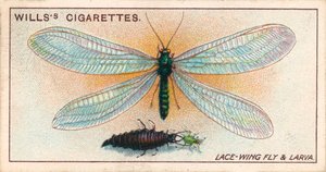 Gartenleben: Florfliege und Larve