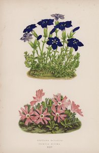 Gentiana Bavarica; Primula Minima von English School