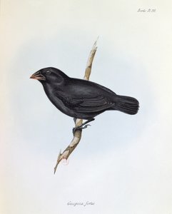 Geospiza Fortis, Illustration aus Die Zoologie der Reise der H.M.S. Beagle, 1832-36, von Charles Darwin, 1840 von English School